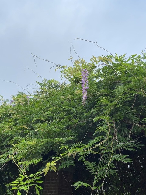 IMG_2275.jpeg