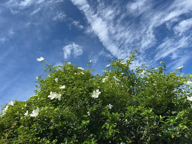 IMG_2319.jpeg
