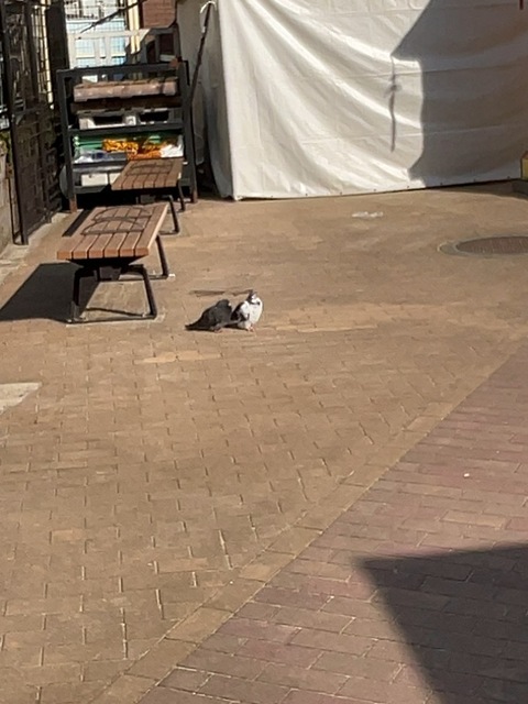 IMG_4904.jpeg