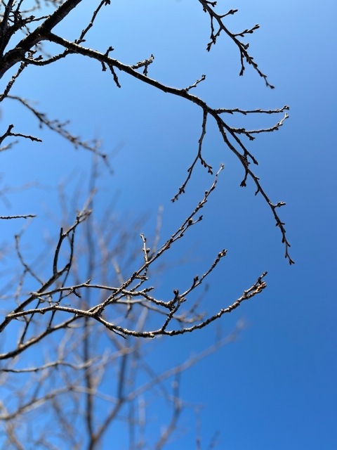 IMG_5672.jpeg