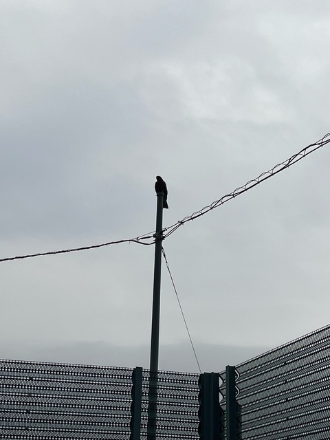 IMG_5938.jpeg